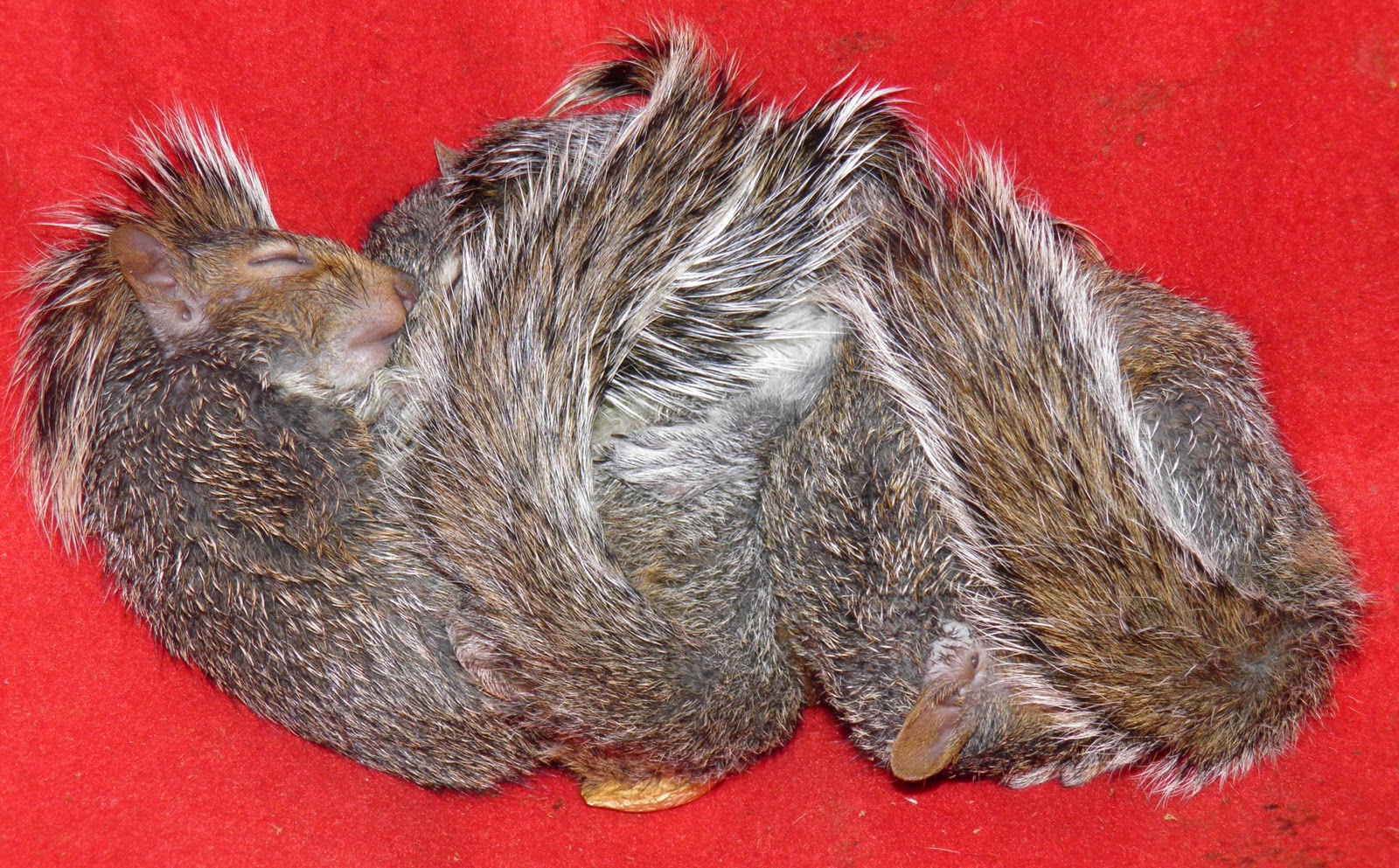 How Many Baby Squirrels in This Adorable Pile?  AnimalTourism News